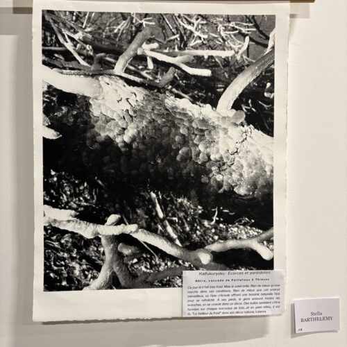 Le veilleur du froid