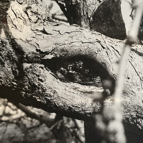 Photographie « Noeud de vie »