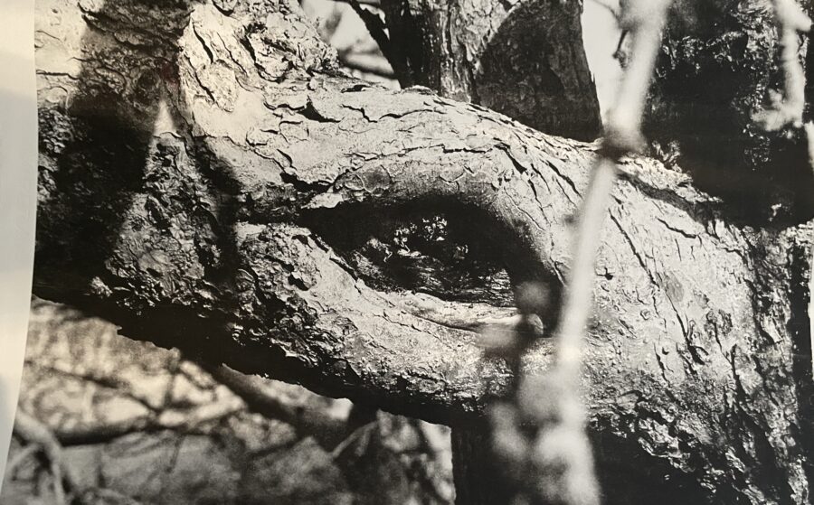 Photographie « Noeud de vie »